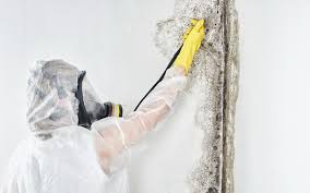 Best Mold Remediation for Healthcare Facilities  in Cedar Hill, MO